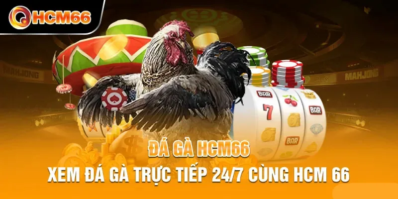 Giới thiệu tổng quan sảnh đá gà HCM66